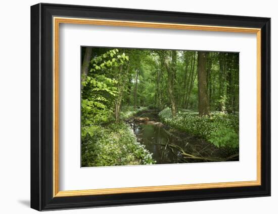 Germany, Baden-Wurttemberg, Weingartener Moor Naturschutzgebiet, wild garlic Allium ursinum.-Roland T. Frank-Framed Photographic Print