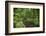 Germany, Baden-Wurttemberg, Weingartener Moor Naturschutzgebiet, wild garlic Allium ursinum.-Roland T. Frank-Framed Photographic Print