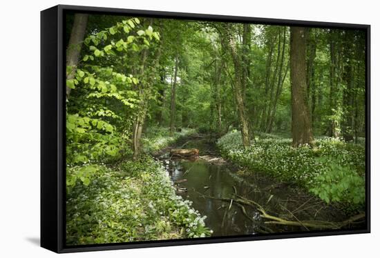 Germany, Baden-Wurttemberg, Weingartener Moor Naturschutzgebiet, wild garlic Allium ursinum.-Roland T. Frank-Framed Stretched Canvas