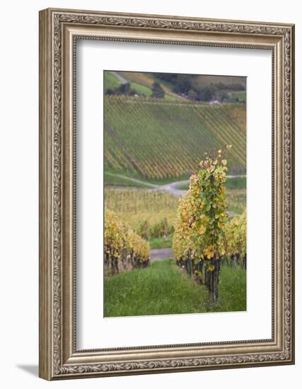 Germany, Baden-Wurttemburg, Badische Weinstrasse, Vineyards in the Fall-Walter Bibikow-Framed Photographic Print