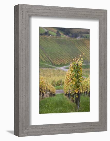Germany, Baden-Wurttemburg, Badische Weinstrasse, Vineyards in the Fall-Walter Bibikow-Framed Photographic Print
