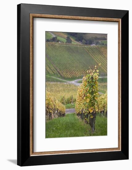 Germany, Baden-Wurttemburg, Badische Weinstrasse, Vineyards in the Fall-Walter Bibikow-Framed Photographic Print