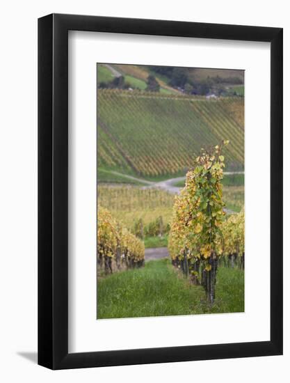 Germany, Baden-Wurttemburg, Badische Weinstrasse, Vineyards in the Fall-Walter Bibikow-Framed Photographic Print