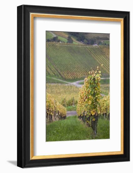 Germany, Baden-Wurttemburg, Badische Weinstrasse, Vineyards in the Fall-Walter Bibikow-Framed Photographic Print