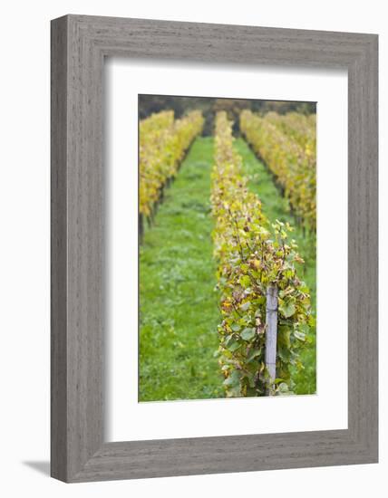 Germany, Baden-Wurttemburg, Badische Weinstrasse, Vineyards in the Fall-Walter Bibikow-Framed Photographic Print