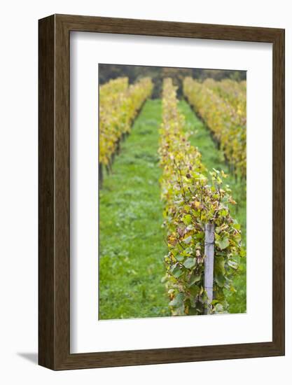 Germany, Baden-Wurttemburg, Badische Weinstrasse, Vineyards in the Fall-Walter Bibikow-Framed Photographic Print