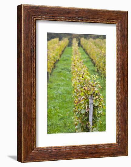 Germany, Baden-Wurttemburg, Badische Weinstrasse, Vineyards in the Fall-Walter Bibikow-Framed Photographic Print