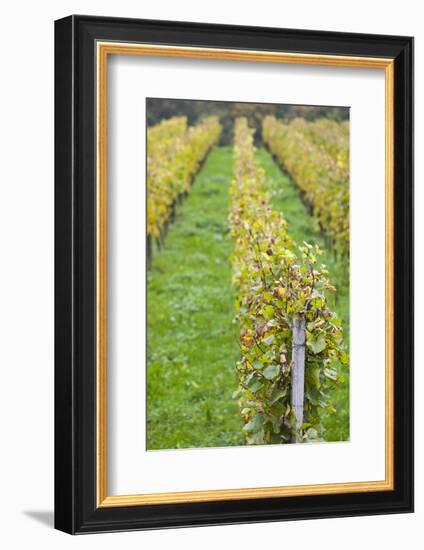 Germany, Baden-Wurttemburg, Badische Weinstrasse, Vineyards in the Fall-Walter Bibikow-Framed Photographic Print