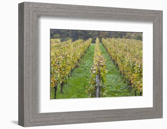 Germany, Baden-Wurttemburg, Badische Weinstrasse, Vineyards in the Fall-Walter Bibikow-Framed Photographic Print