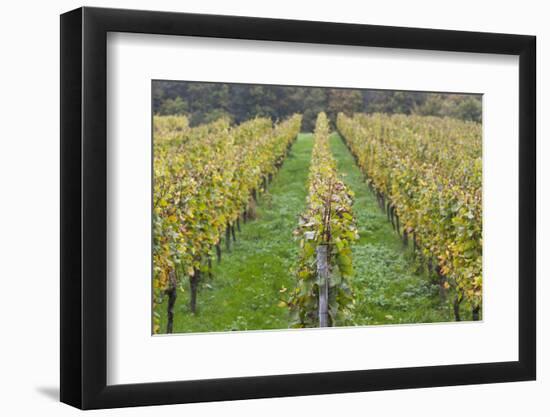 Germany, Baden-Wurttemburg, Badische Weinstrasse, Vineyards in the Fall-Walter Bibikow-Framed Photographic Print