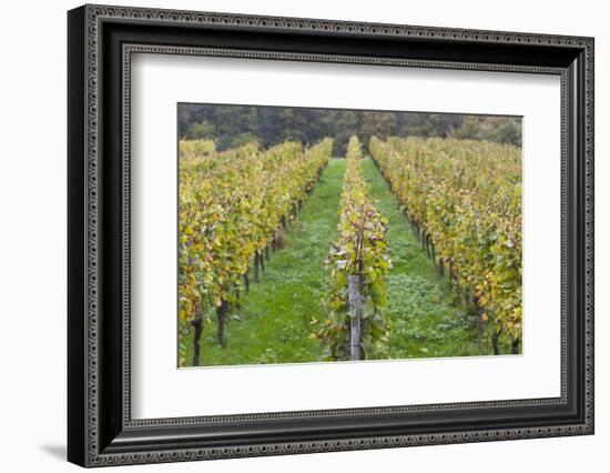 Germany, Baden-Wurttemburg, Badische Weinstrasse, Vineyards in the Fall-Walter Bibikow-Framed Photographic Print