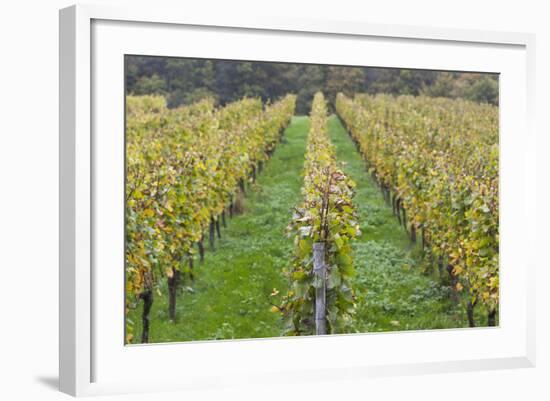 Germany, Baden-Wurttemburg, Badische Weinstrasse, Vineyards in the Fall-Walter Bibikow-Framed Photographic Print