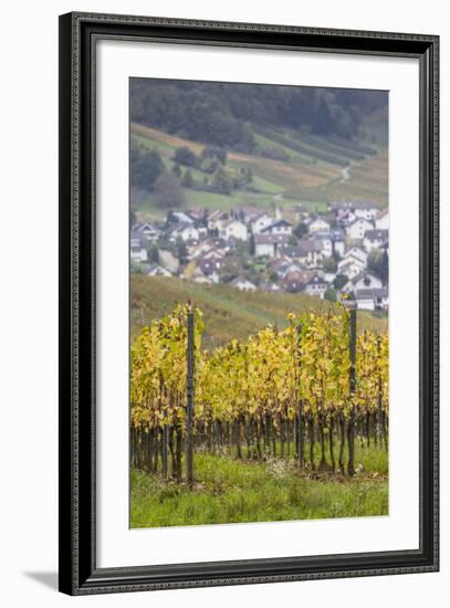 Germany, Baden-Wurttemburg, Badische Weinstrasse, Vineyards in the Fall-Walter Bibikow-Framed Photographic Print