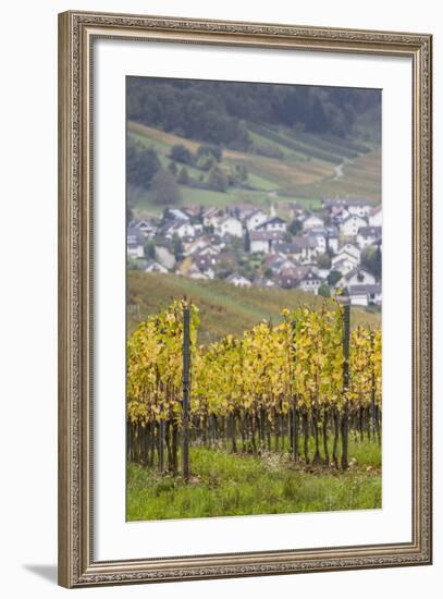 Germany, Baden-Wurttemburg, Badische Weinstrasse, Vineyards in the Fall-Walter Bibikow-Framed Photographic Print