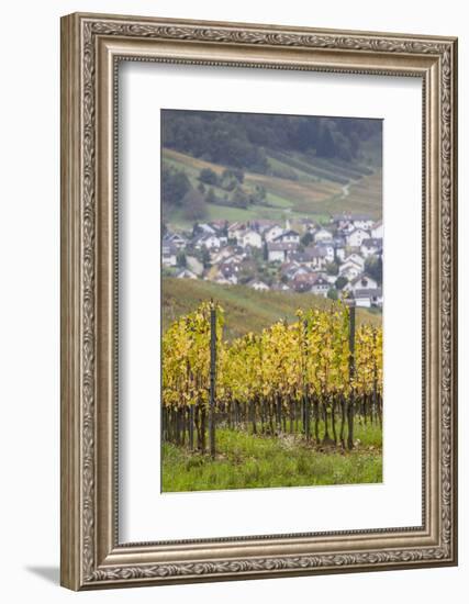 Germany, Baden-Wurttemburg, Badische Weinstrasse, Vineyards in the Fall-Walter Bibikow-Framed Photographic Print