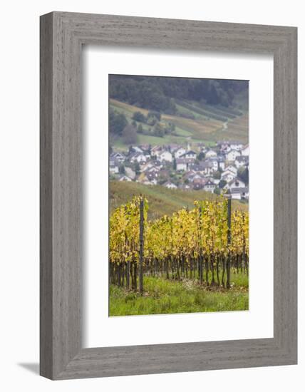 Germany, Baden-Wurttemburg, Badische Weinstrasse, Vineyards in the Fall-Walter Bibikow-Framed Photographic Print