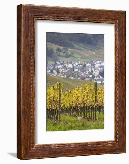 Germany, Baden-Wurttemburg, Badische Weinstrasse, Vineyards in the Fall-Walter Bibikow-Framed Photographic Print