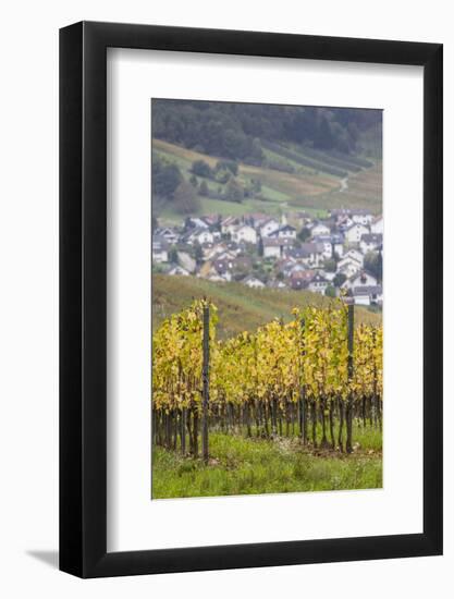 Germany, Baden-Wurttemburg, Badische Weinstrasse, Vineyards in the Fall-Walter Bibikow-Framed Photographic Print