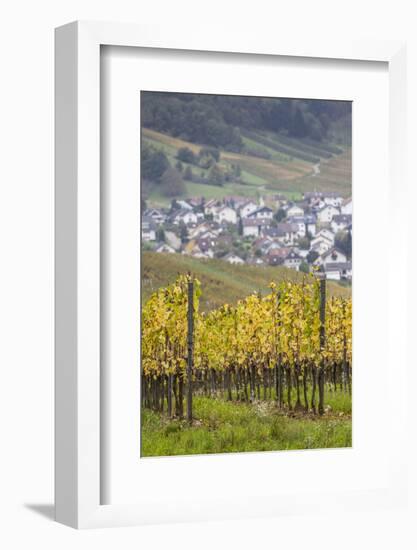 Germany, Baden-Wurttemburg, Badische Weinstrasse, Vineyards in the Fall-Walter Bibikow-Framed Photographic Print