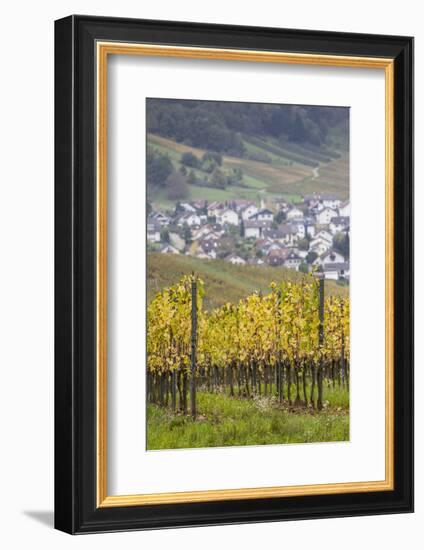 Germany, Baden-Wurttemburg, Badische Weinstrasse, Vineyards in the Fall-Walter Bibikow-Framed Photographic Print