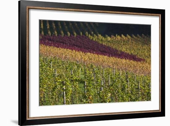 Germany, Baden-Wurttemburg, Black Forest, Gengenbach, Hillside Vineyards, Fall-Walter Bibikow-Framed Photographic Print