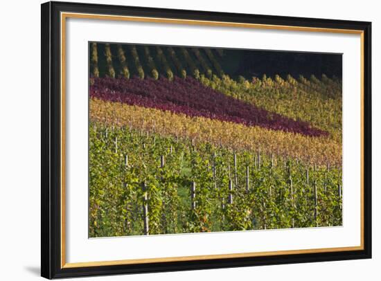 Germany, Baden-Wurttemburg, Black Forest, Gengenbach, Hillside Vineyards, Fall-Walter Bibikow-Framed Photographic Print