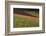 Germany, Baden-Wurttemburg, Black Forest, Gengenbach, Hillside Vineyards, Fall-Walter Bibikow-Framed Photographic Print