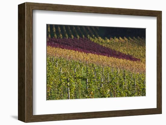 Germany, Baden-Wurttemburg, Black Forest, Gengenbach, Hillside Vineyards, Fall-Walter Bibikow-Framed Photographic Print