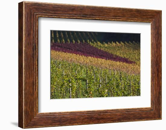 Germany, Baden-Wurttemburg, Black Forest, Gengenbach, Hillside Vineyards, Fall-Walter Bibikow-Framed Photographic Print