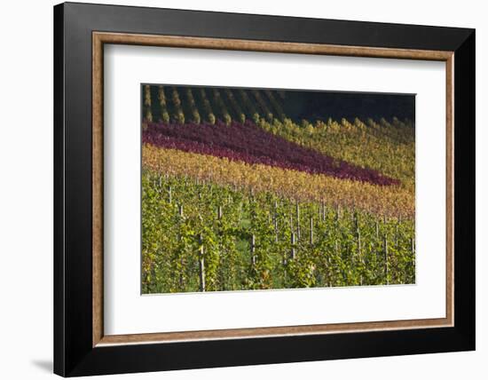 Germany, Baden-Wurttemburg, Black Forest, Gengenbach, Hillside Vineyards, Fall-Walter Bibikow-Framed Photographic Print