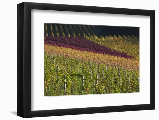 Germany, Baden-Wurttemburg, Black Forest, Gengenbach, Hillside Vineyards, Fall-Walter Bibikow-Framed Photographic Print