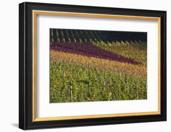 Germany, Baden-Wurttemburg, Black Forest, Gengenbach, Hillside Vineyards, Fall-Walter Bibikow-Framed Photographic Print