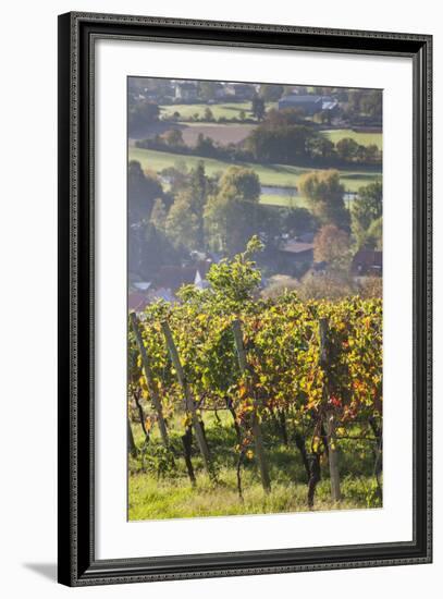 Germany, Baden-Wurttemburg, Black Forest, Gengenbach, Hillside Vineyards in Fall-Walter Bibikow-Framed Photographic Print