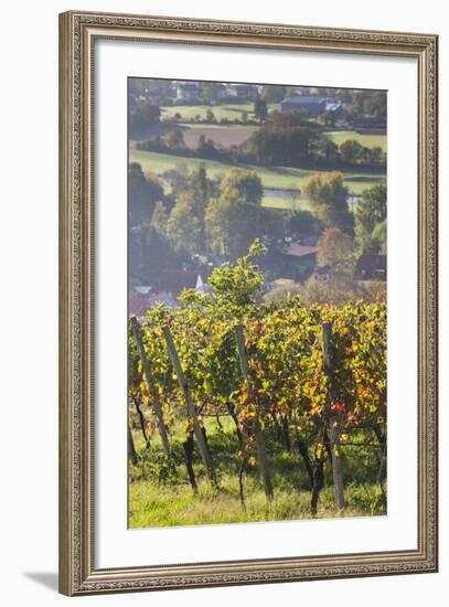 Germany, Baden-Wurttemburg, Black Forest, Gengenbach, Hillside Vineyards in Fall-Walter Bibikow-Framed Photographic Print