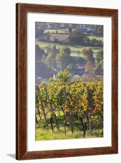 Germany, Baden-Wurttemburg, Black Forest, Gengenbach, Hillside Vineyards in Fall-Walter Bibikow-Framed Photographic Print