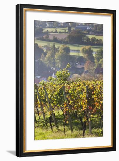 Germany, Baden-Wurttemburg, Black Forest, Gengenbach, Hillside Vineyards in Fall-Walter Bibikow-Framed Photographic Print