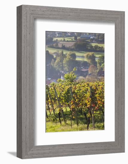 Germany, Baden-Wurttemburg, Black Forest, Gengenbach, Hillside Vineyards in Fall-Walter Bibikow-Framed Photographic Print