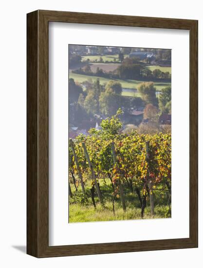 Germany, Baden-Wurttemburg, Black Forest, Gengenbach, Hillside Vineyards in Fall-Walter Bibikow-Framed Photographic Print