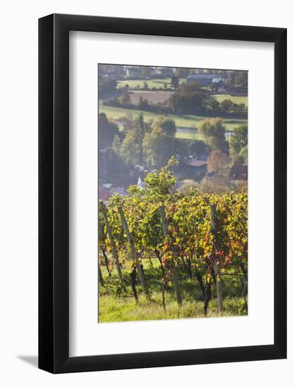 Germany, Baden-Wurttemburg, Black Forest, Gengenbach, Hillside Vineyards in Fall-Walter Bibikow-Framed Photographic Print