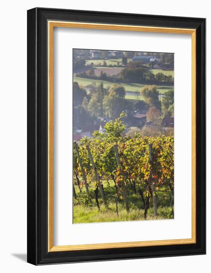 Germany, Baden-Wurttemburg, Black Forest, Gengenbach, Hillside Vineyards in Fall-Walter Bibikow-Framed Photographic Print