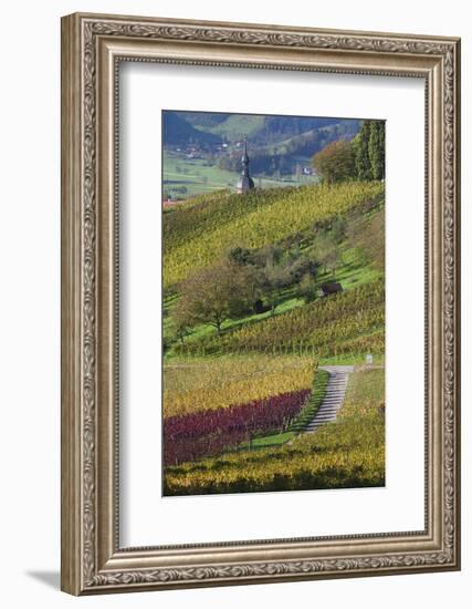 Germany, Baden-Wurttemburg, Black Forest, Gengenbach, Hillside Vineyards in Fall-Walter Bibikow-Framed Photographic Print