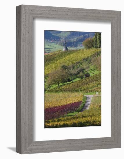 Germany, Baden-Wurttemburg, Black Forest, Gengenbach, Hillside Vineyards in Fall-Walter Bibikow-Framed Photographic Print