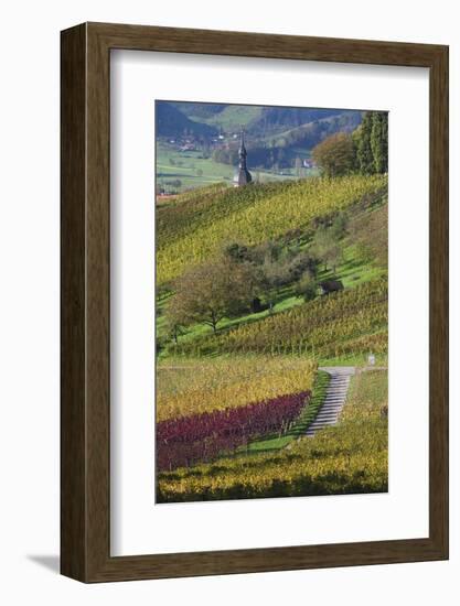 Germany, Baden-Wurttemburg, Black Forest, Gengenbach, Hillside Vineyards in Fall-Walter Bibikow-Framed Photographic Print