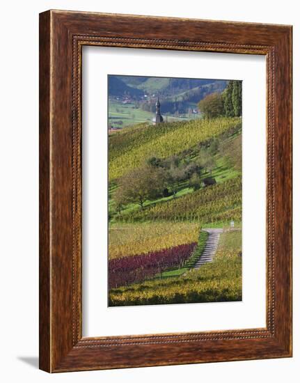 Germany, Baden-Wurttemburg, Black Forest, Gengenbach, Hillside Vineyards in Fall-Walter Bibikow-Framed Photographic Print