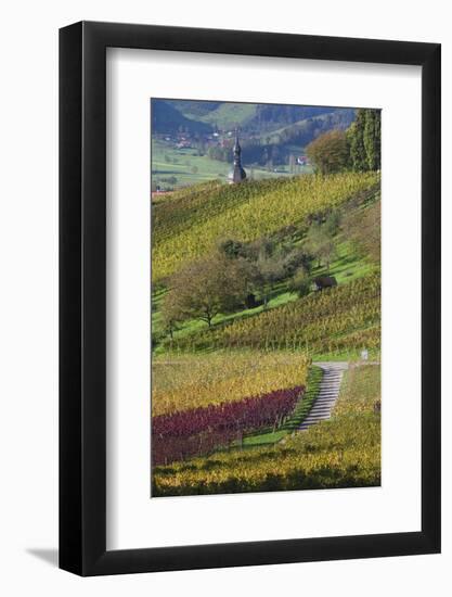 Germany, Baden-Wurttemburg, Black Forest, Gengenbach, Hillside Vineyards in Fall-Walter Bibikow-Framed Photographic Print