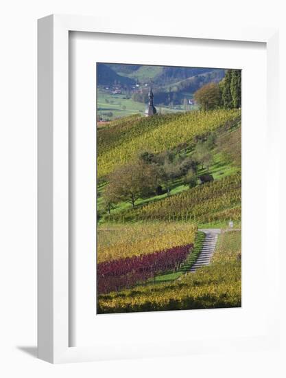 Germany, Baden-Wurttemburg, Black Forest, Gengenbach, Hillside Vineyards in Fall-Walter Bibikow-Framed Photographic Print