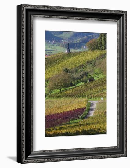 Germany, Baden-Wurttemburg, Black Forest, Gengenbach, Hillside Vineyards in Fall-Walter Bibikow-Framed Photographic Print