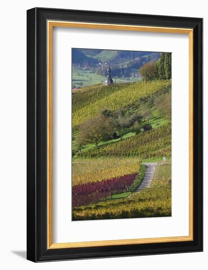 Germany, Baden-Wurttemburg, Black Forest, Gengenbach, Hillside Vineyards in Fall-Walter Bibikow-Framed Photographic Print