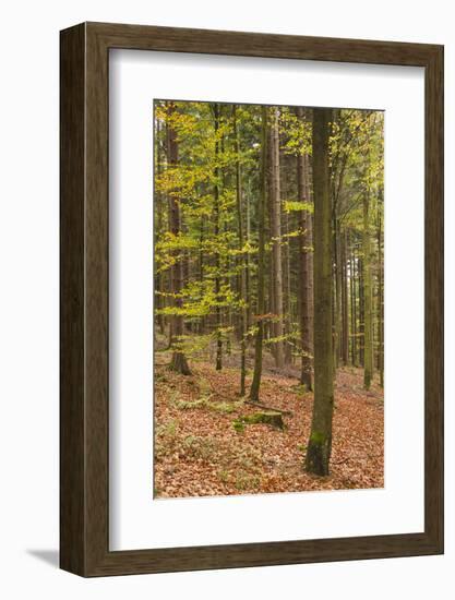 Germany, Baden-Wurttemburg, Black Forest, Rote Lache, the Black Forest, Fall-Walter Bibikow-Framed Photographic Print