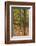 Germany, Baden-Wurttemburg, Black Forest, Rote Lache, the Black Forest, Fall-Walter Bibikow-Framed Photographic Print